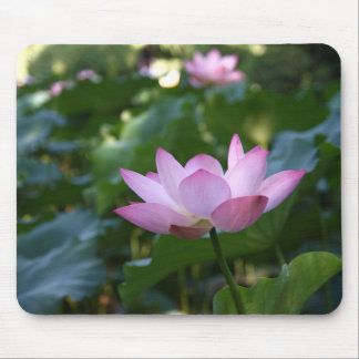 Lotus Muismat