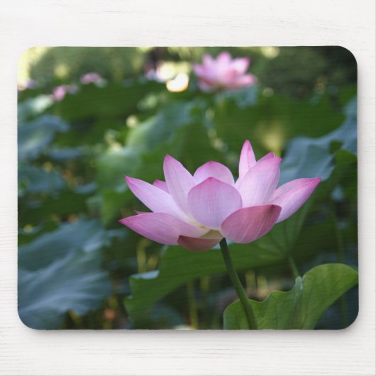 Lotus Muismat (Voorkant)