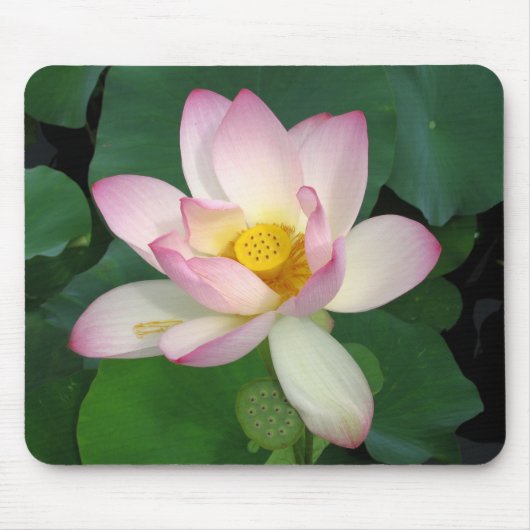 Lotus Muismat (Voorkant)