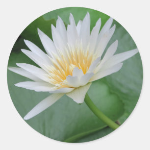 Lotus, Namaste, meditatie, zen, winkels, plant, na Ronde Sticker