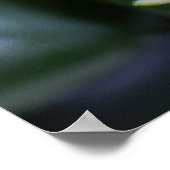 Lotus of waterlly en betekenis poster (Hoek)