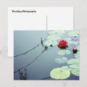 Lotus on Water Briefkaart (Voorkant / Achterkant)