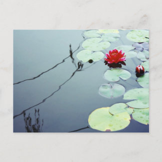 Lotus on Water Briefkaart