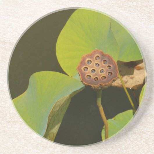 Lotus Pod en Lilly Pad Zandsteen Onderzetter (Voorkant)
