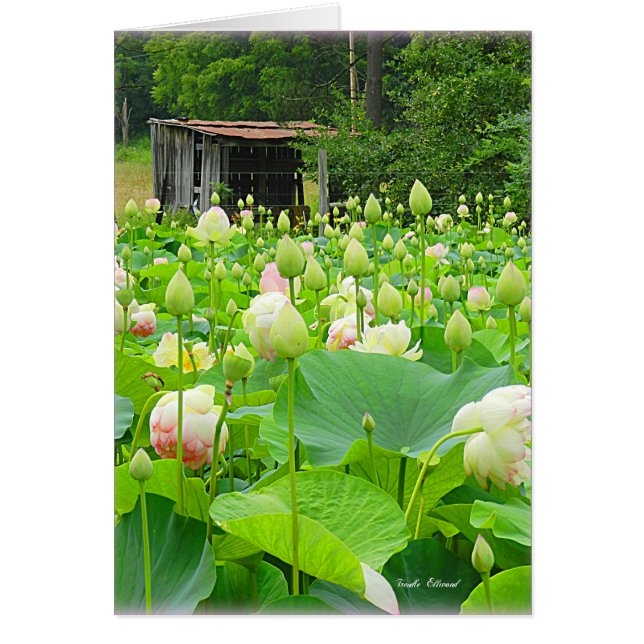 Lotus Pond vol bloemen bloemen (Voorkant)