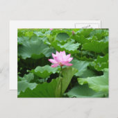 Lotus Post Card Briefkaart (Voorkant / Achterkant)