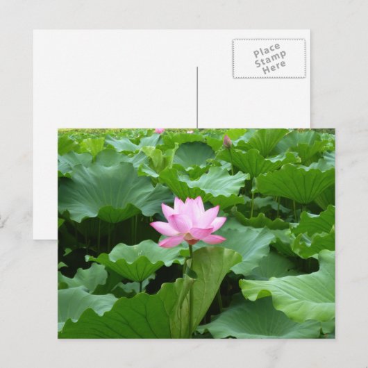 Lotus Post Card Briefkaart (Voorkant / Achterkant)