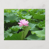 Lotus Post Card Briefkaart (Voorkant)