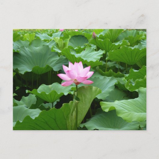Lotus Post Card Briefkaart (Voorkant)