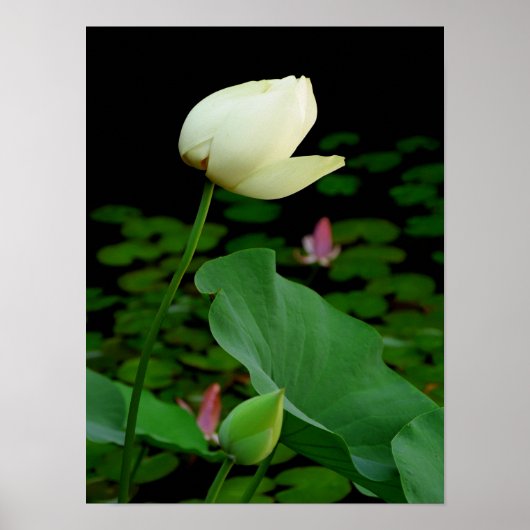 Lotus Poster (Voorkant)
