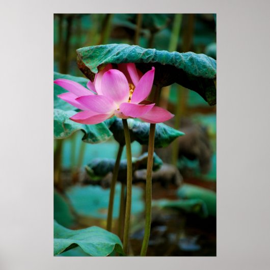 ..lotus poster (Voorkant)