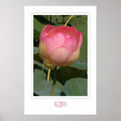 Lotus Poster (Voorkant)