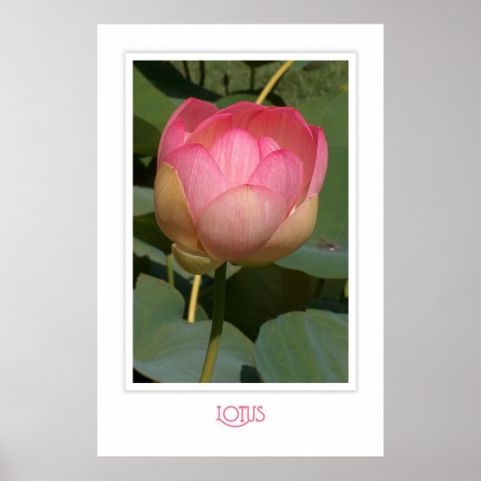 Lotus Poster (Voorkant)