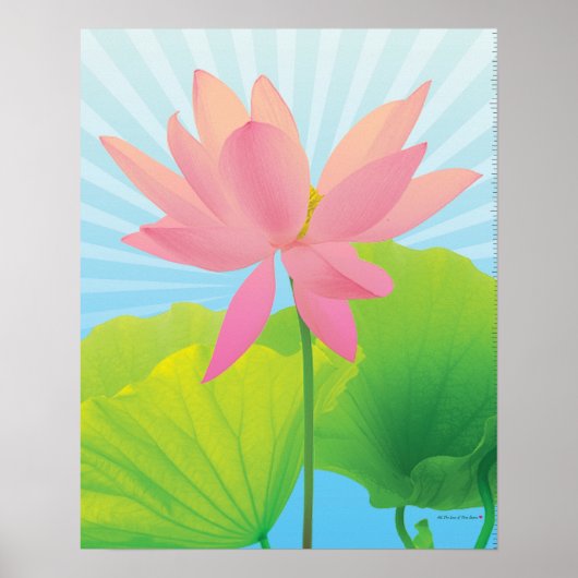 Lotus Poster (Voorkant)