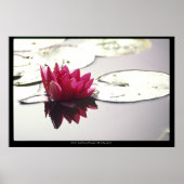 lotus poster (Voorkant)