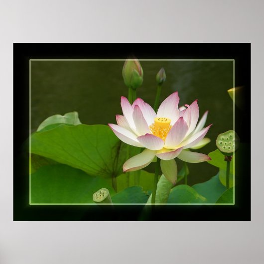 Lotus Poster (Voorkant)