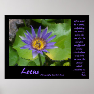Lotus Poster met citaten van Sai Baba