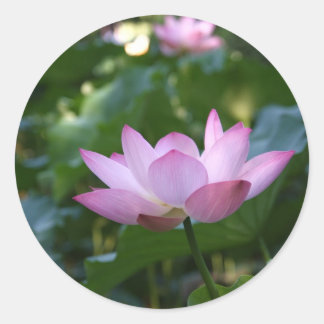 Lotus Ronde Sticker