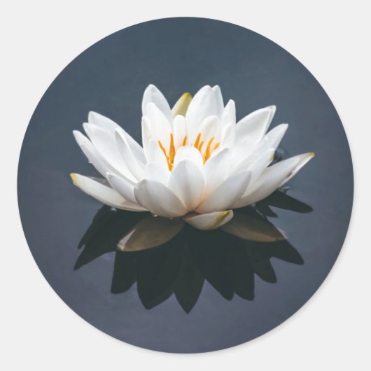 LOTUS RONDE STICKER (Voorkant)