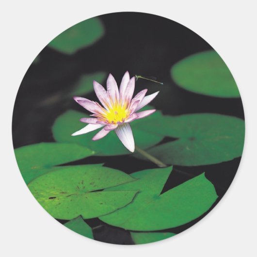 Lotus Ronde Sticker (Voorkant)