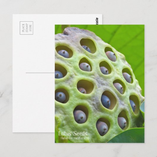 Lotus Seeds: Nelumbo nucifera (Briefkaart) ポ ス カ ー Briefkaart (Voorkant / Achterkant)