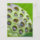 Lotus Seeds: Nelumbo nucifera (Briefkaart) ポ ス カ ー Briefkaart (Voorkant)