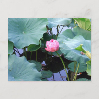 Lotus staat op het punt te bloeien briefkaart