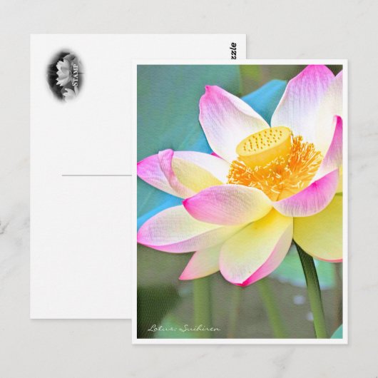 Lotus "Suihiren" Briefkaart (Voorkant / Achterkant)