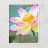 Lotus "Suihiren" Briefkaart (Voorkant)