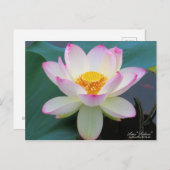 Lotus "Suihiren":Briefkaart Briefkaart (Voorkant / Achterkant)