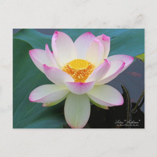 Lotus "Suihiren":Briefkaart Briefkaart (Voorkant)