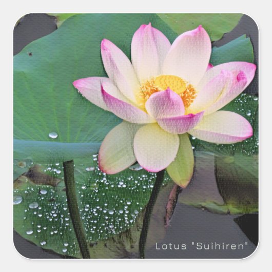 Lotus "Suihiren" Vierkante Sticker (Voorkant)