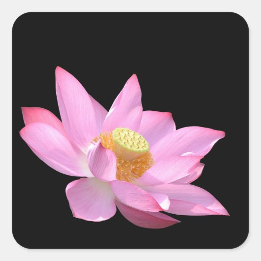 Lotus Vierkante Sticker (Voorkant)