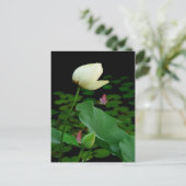 Lotus Water Lily Bud Briefkaart (Staand voorkant)