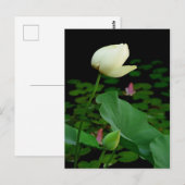 Lotus Water Lily Bud Briefkaart (Voorkant / Achterkant)