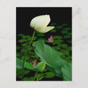 Lotus Water Lily Bud Briefkaart