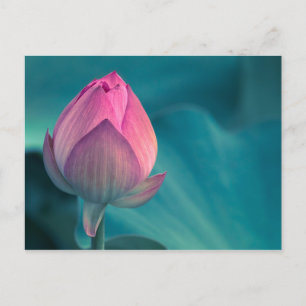 Lotus Water Lily Flower Briefkaart