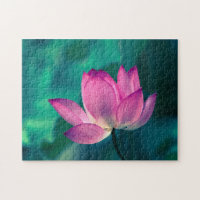 Lotus Water Lily Flower
