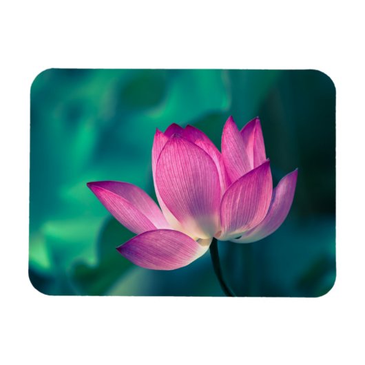 Lotus Water Lily Flower Magneet (Horizontaal)