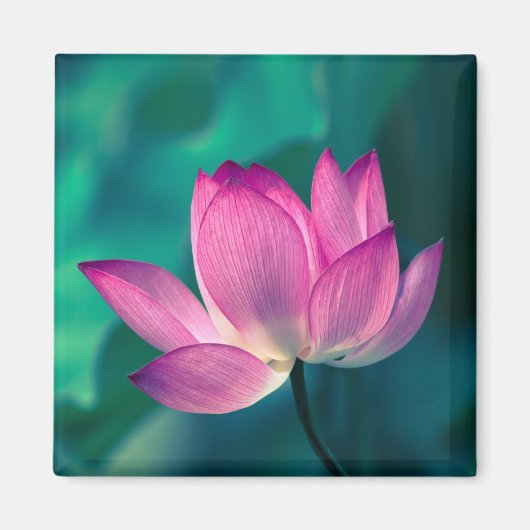 Lotus Water Lily Flower Magneet (Voorkant)
