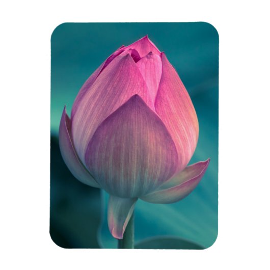 Lotus Water Lily Flower Magneet (Verticaal)