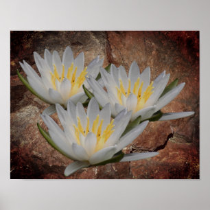 Lotus Water Lily Flower on Stone Poster