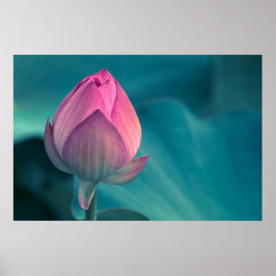Lotus Water Lily Flower Poster