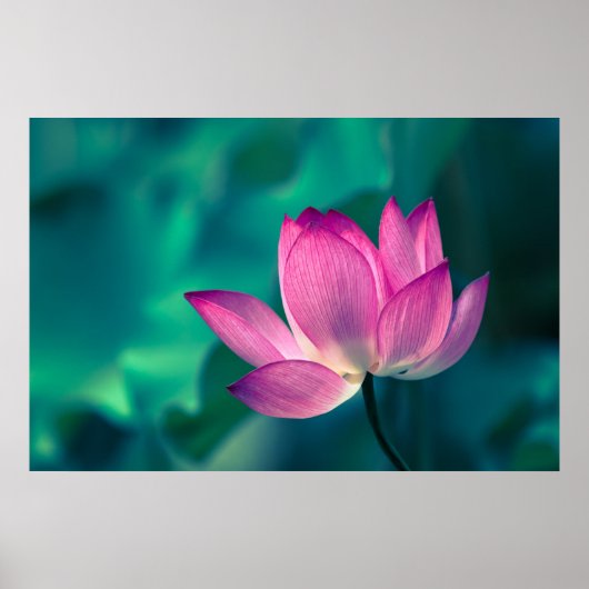 Lotus Water Lily Flower Poster (Voorkant)