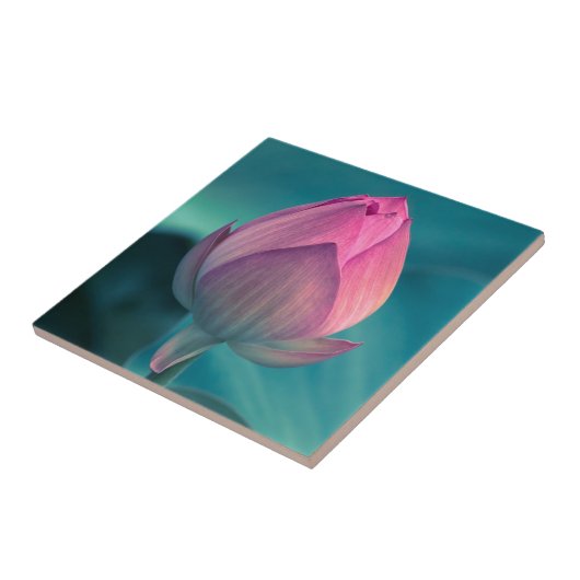 Lotus Water Lily Flower Tegeltje (Zijkant)