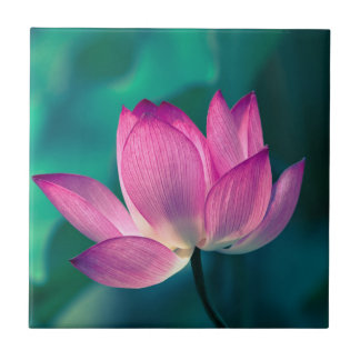 Lotus Water Lily Flower Tegeltje