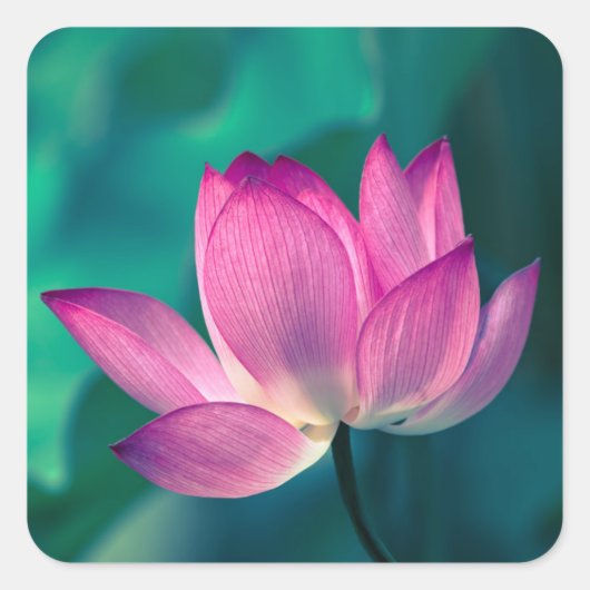 Lotus Water Lily Flower Vierkante Sticker (Voorkant)
