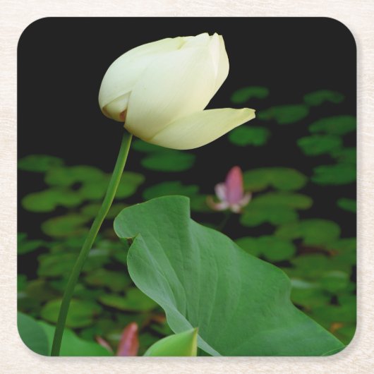 Lotus Water Lily Kartonnen Onderzetters (Voorkant)