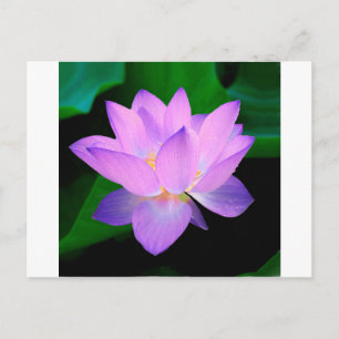 lotus water romantische date bruid vrede hoop lief briefkaart