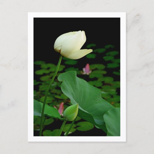 Lotus Waterlelie Knop Briefkaart (Voorkant)